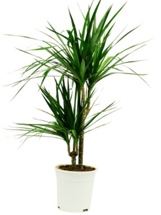 Dracaena