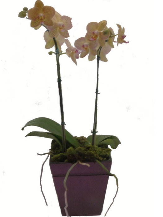 ORQUÍDEA. PHALAENOPSIS 2 Hastes